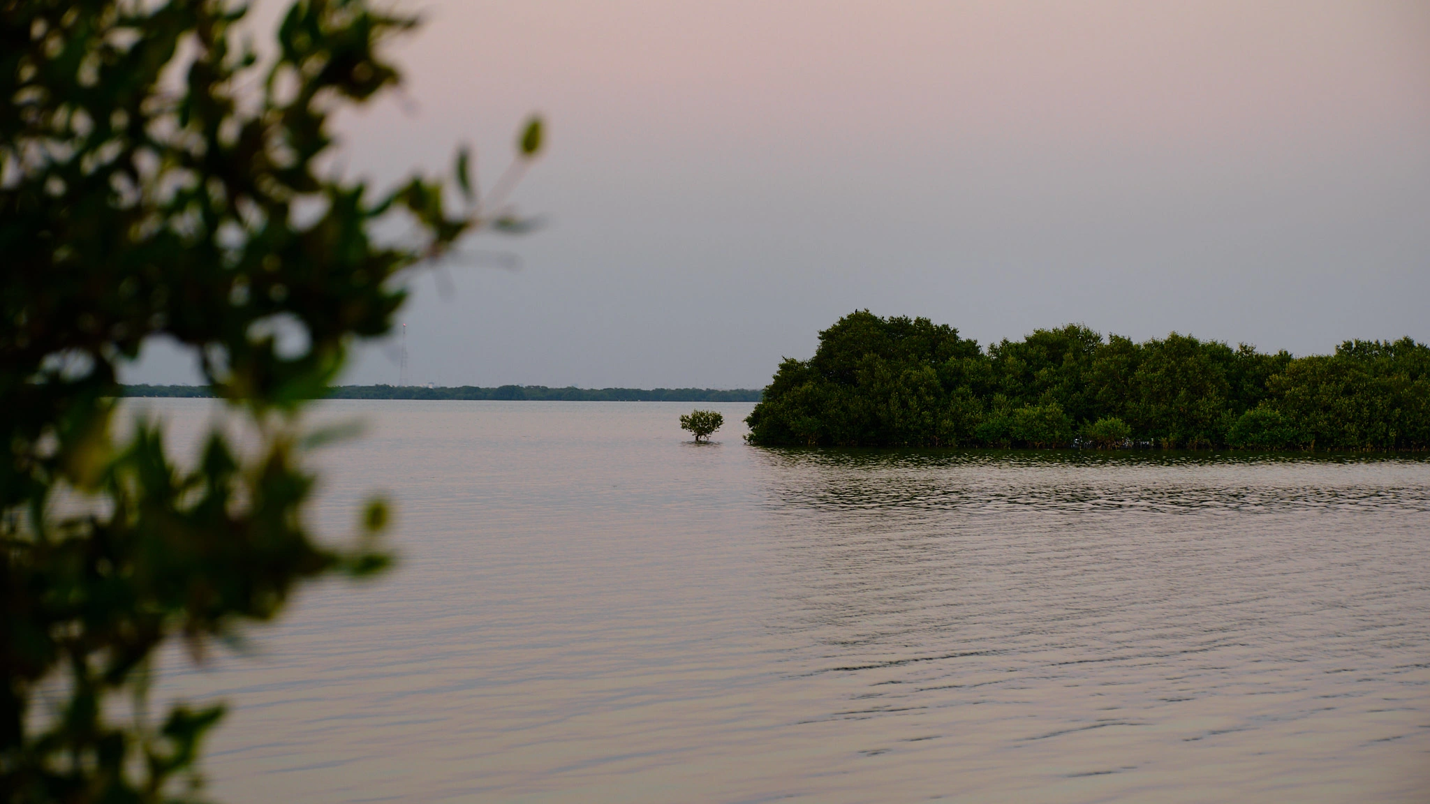 Mangrove beach at sunset